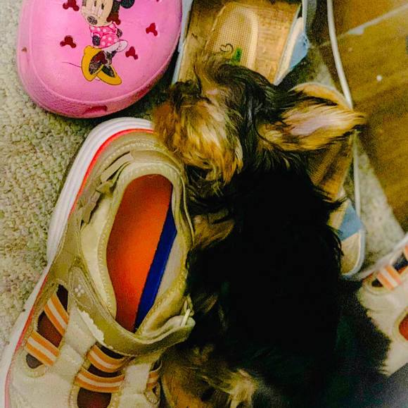 Meet your Posher, Dharma - Picture 1 of 1